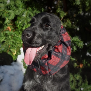 Snood hydrofobowy dla psa SPORT RED PLAID