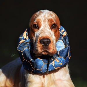 Snood wodoodporny dla psa SPORT LEXURY